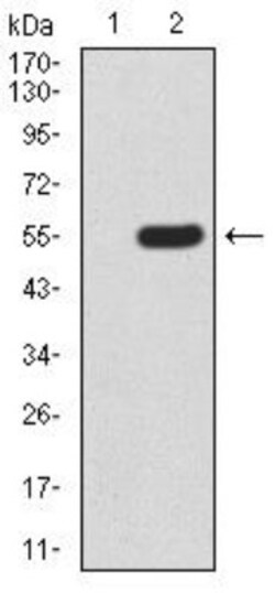 TOR/mTOR Antibody (8H5A5) - BSA Free, Novus Biologicals 0.1mg; Unlabeled:Antibodies,